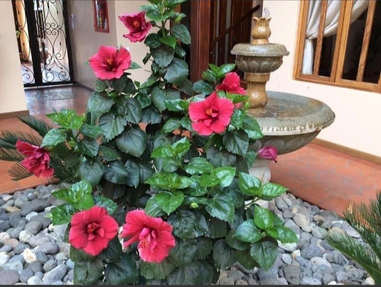Casa Hibiscus Boutique Hotel Cuenca Exterior photo